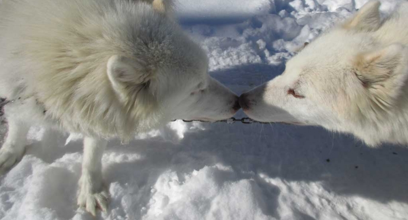 two white sled dogs touch noses while standing on snow